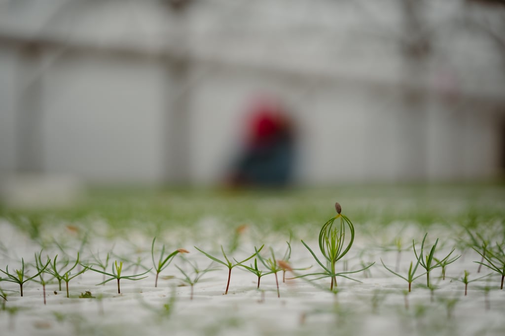 2026.05-Mast-SS_Sowing-Blog-1-4 (1)