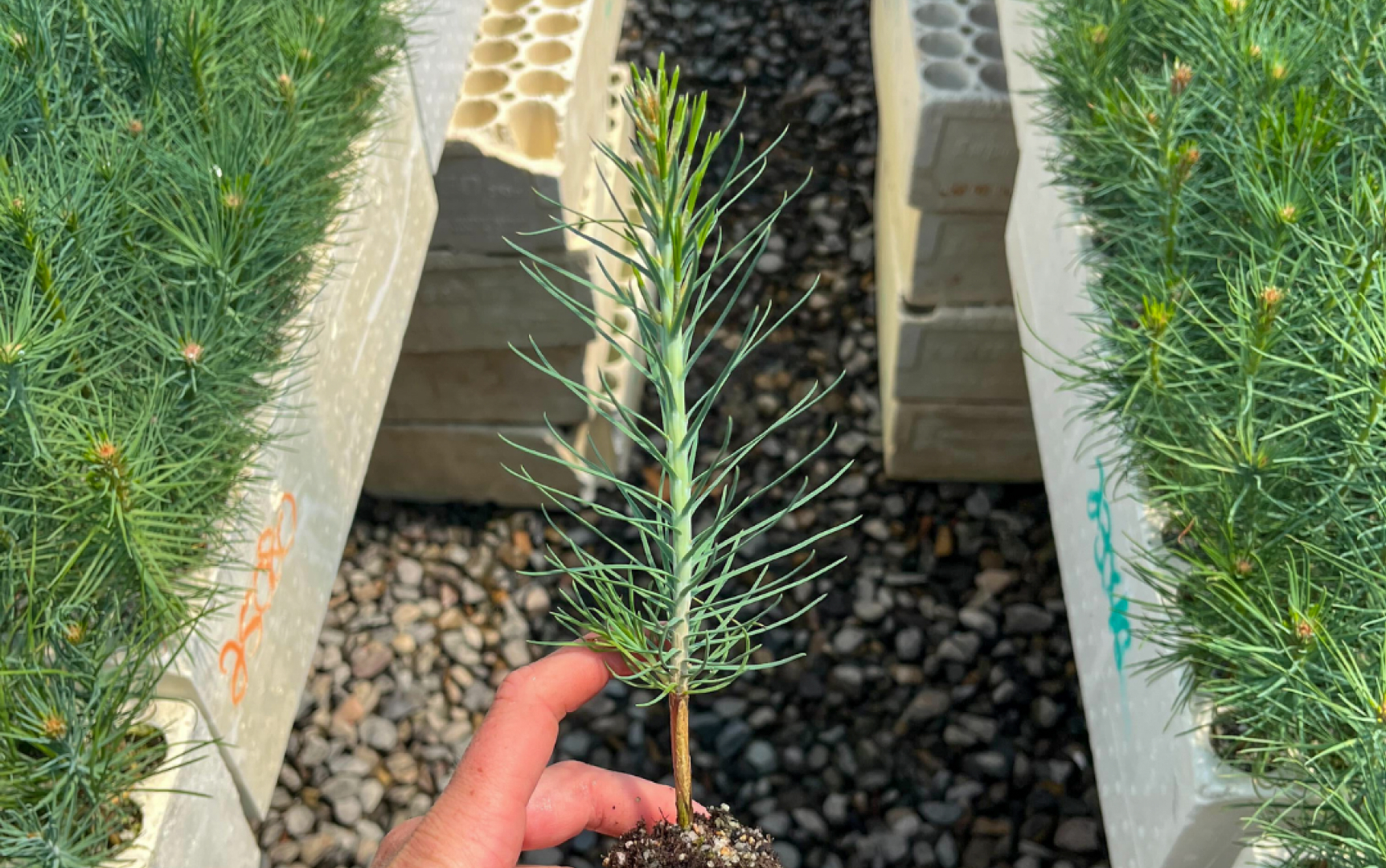 3_Single seedling