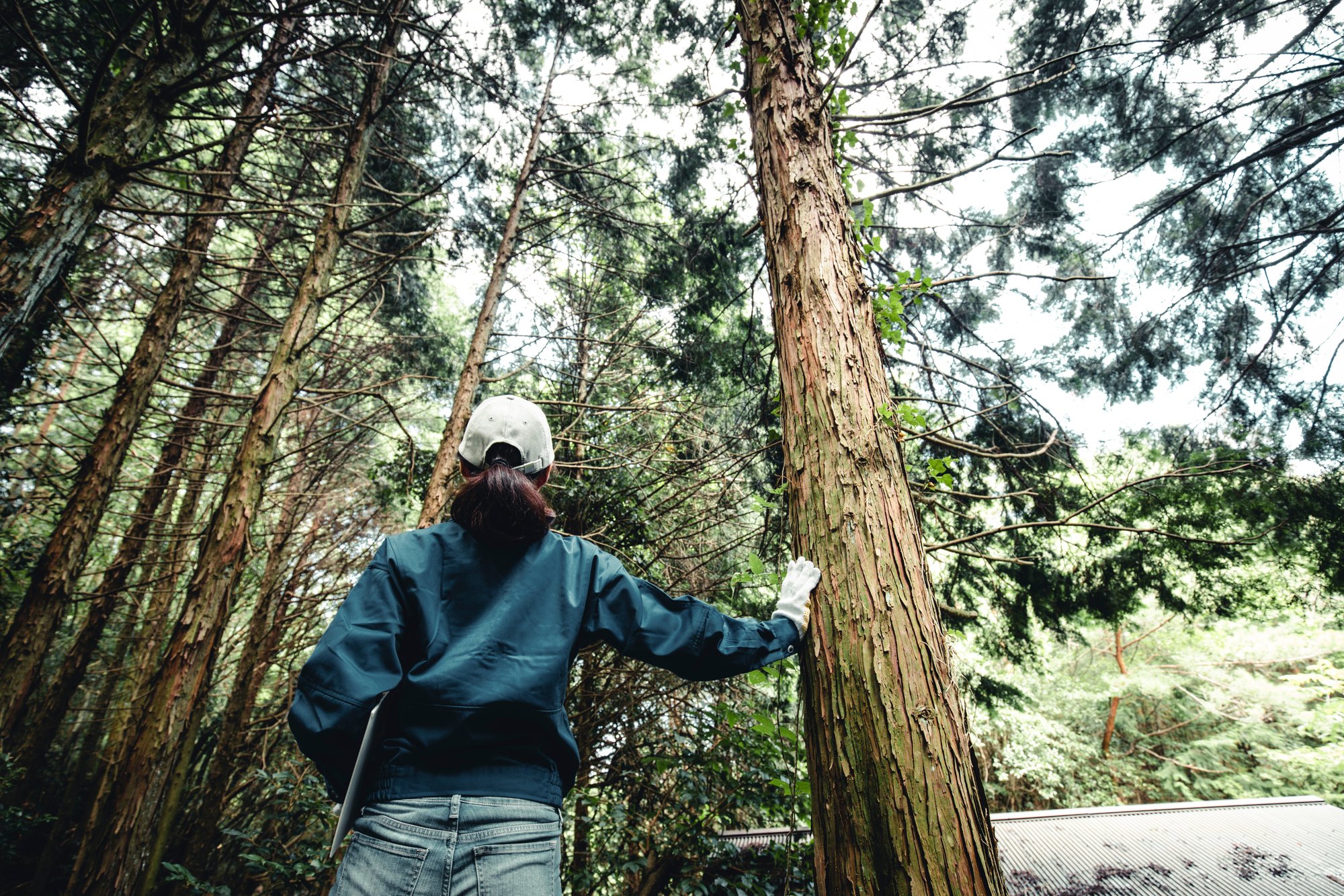 A forester surveying a healthy forest.