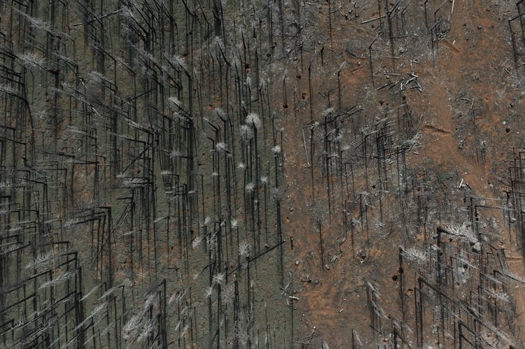Aerial photograph of the Baccala Ranch reforestation project