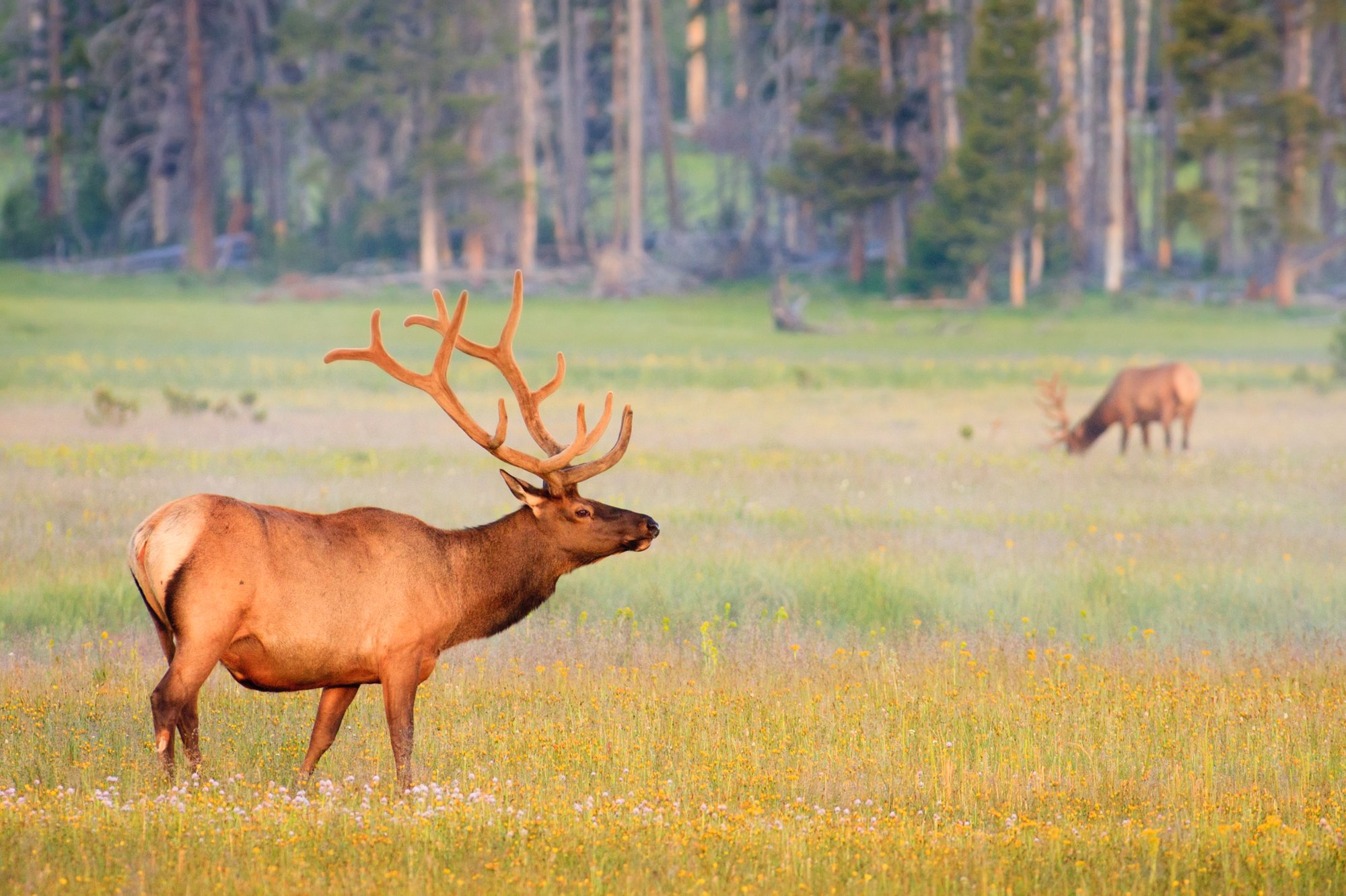 Elk in a field.