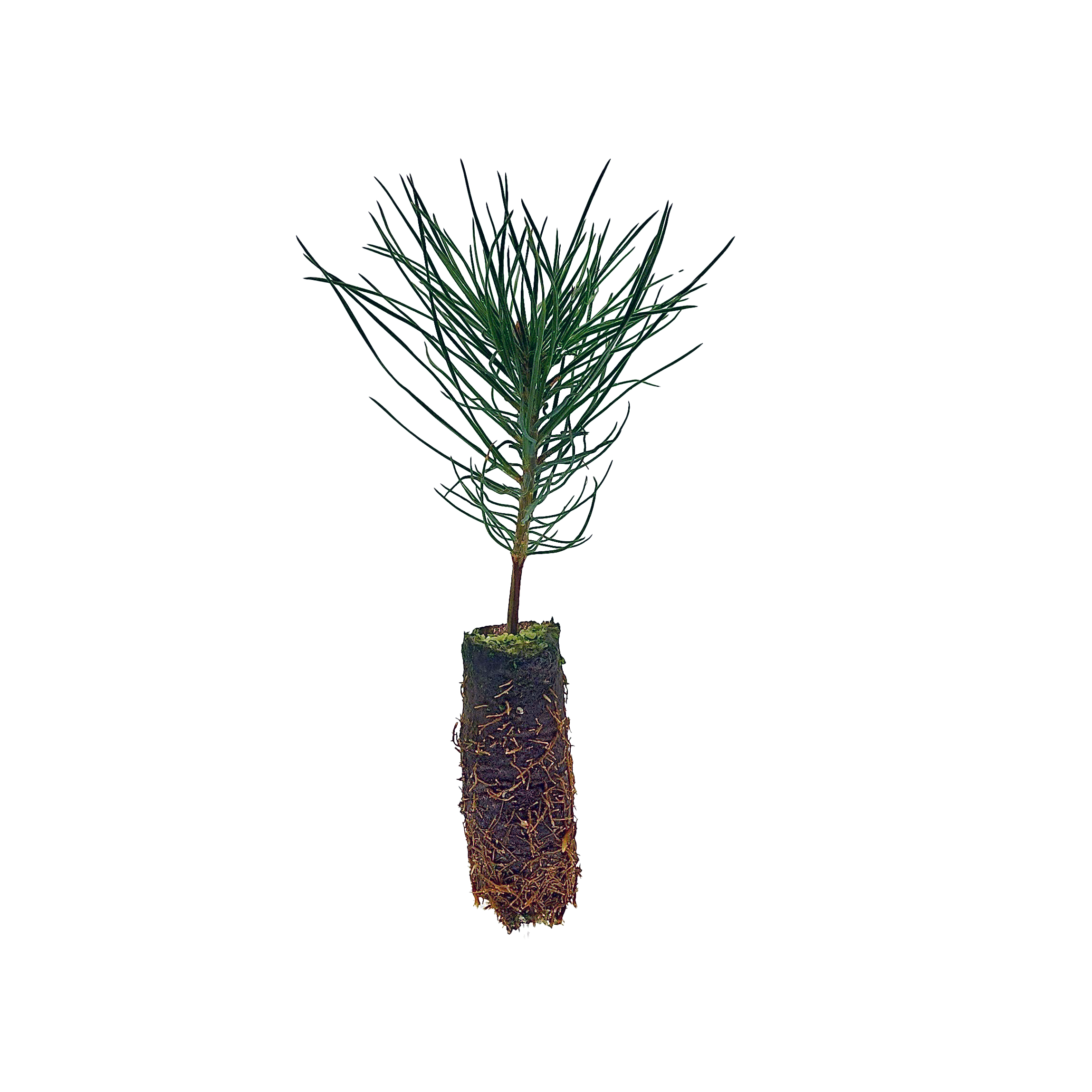 FirePlug-Mast-Reforestation FirePlug-Mast-Reforestation