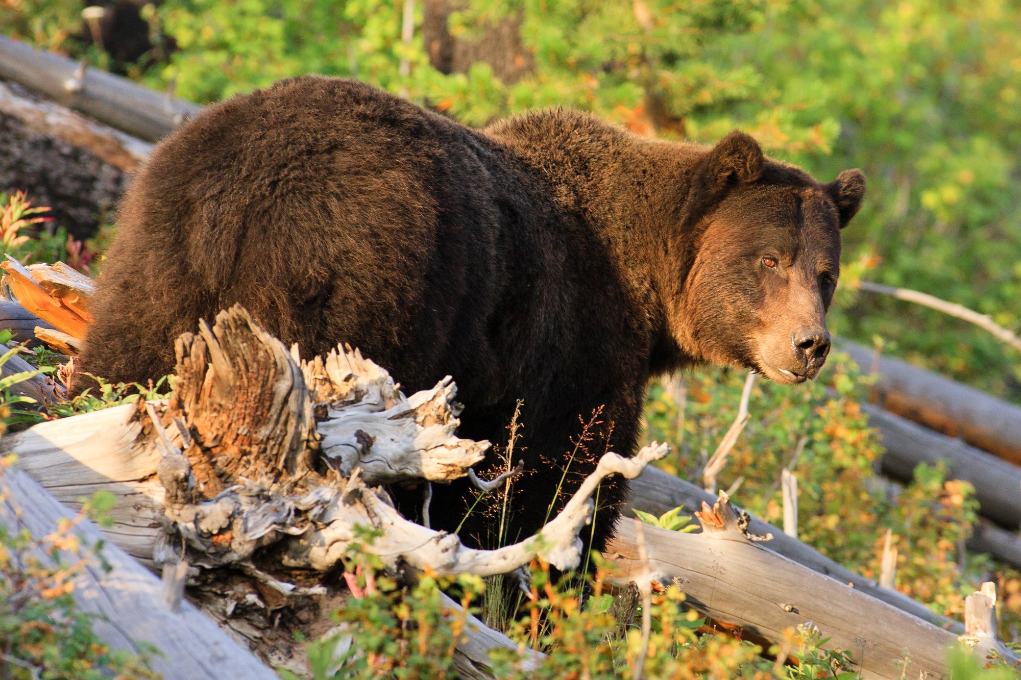 A grizzly bear in Montana.