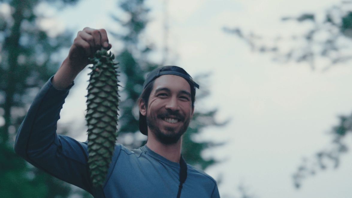 Julian_SugarPineCone