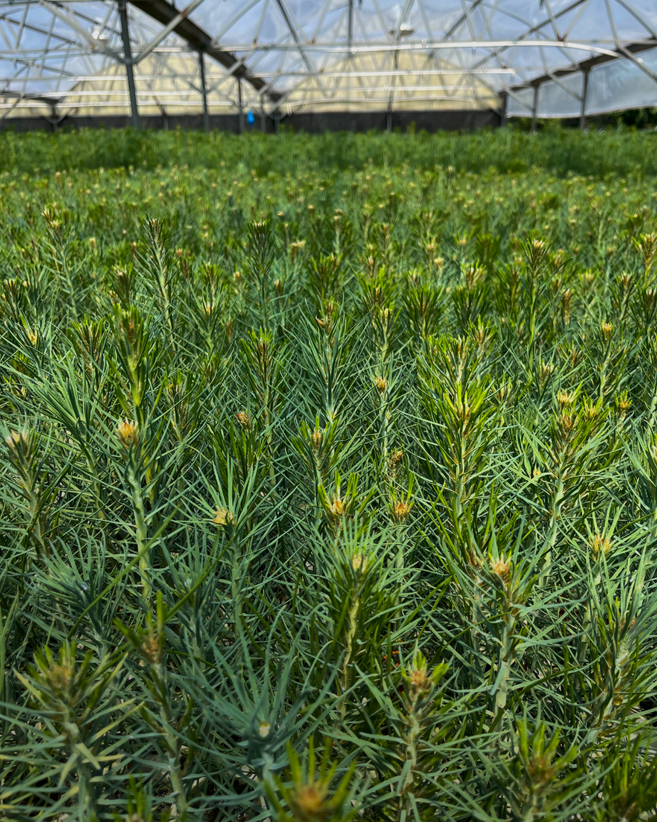 SeedlingsatCF