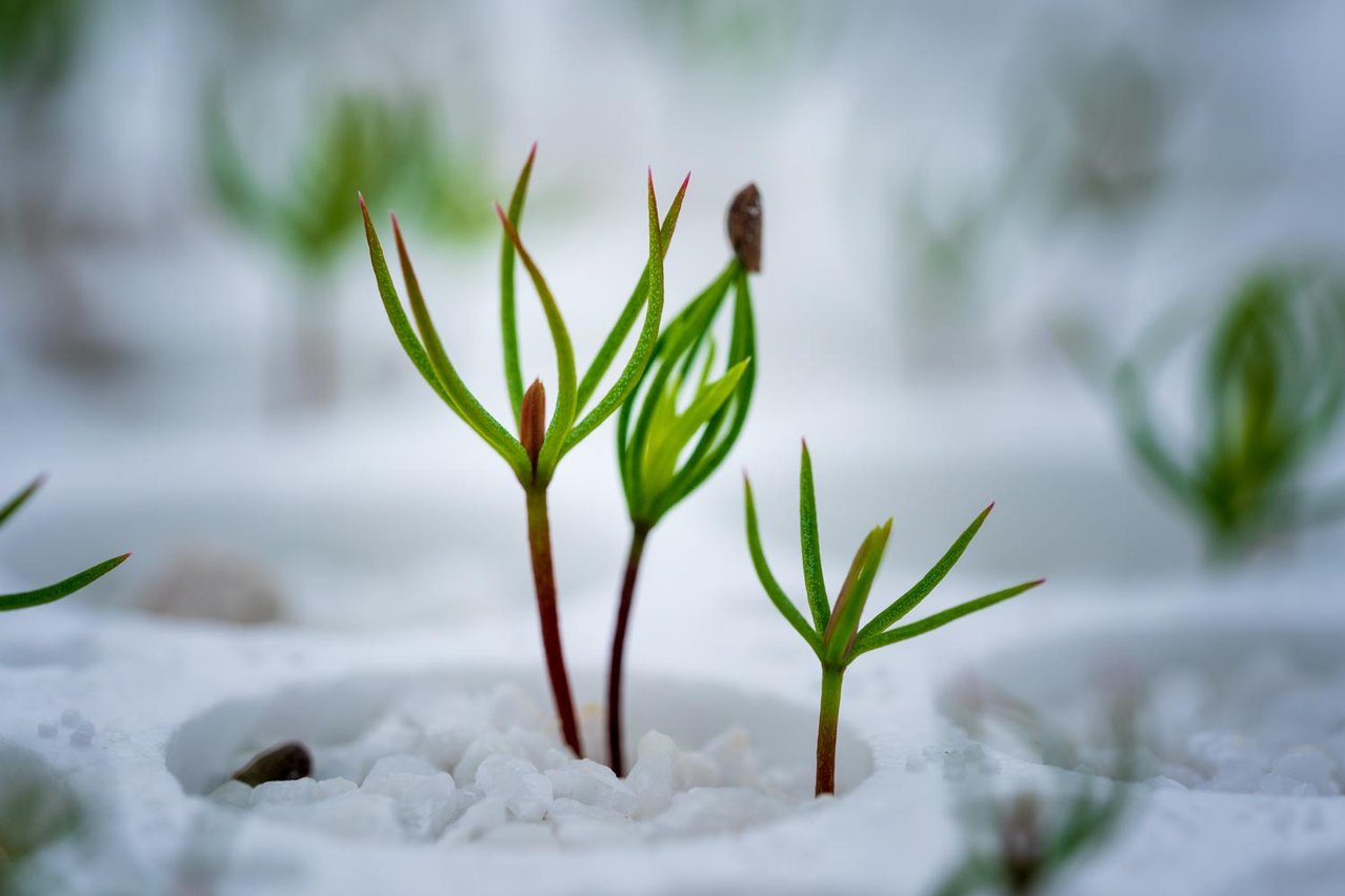 Silvaseed7