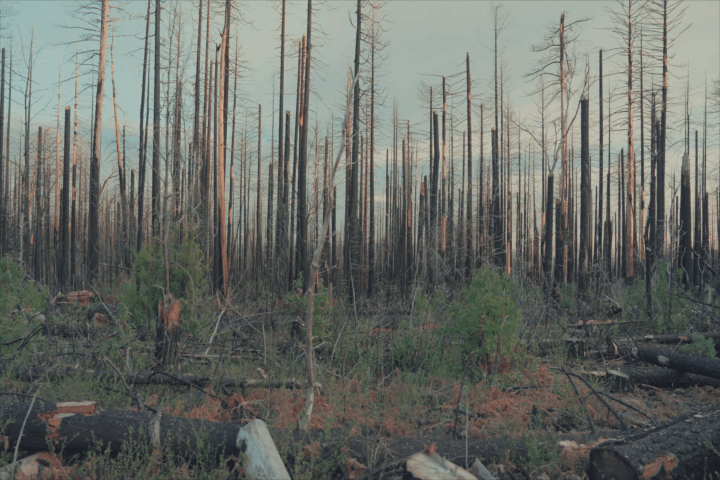 frd-mess-1080-mp4-nosound-gif-small