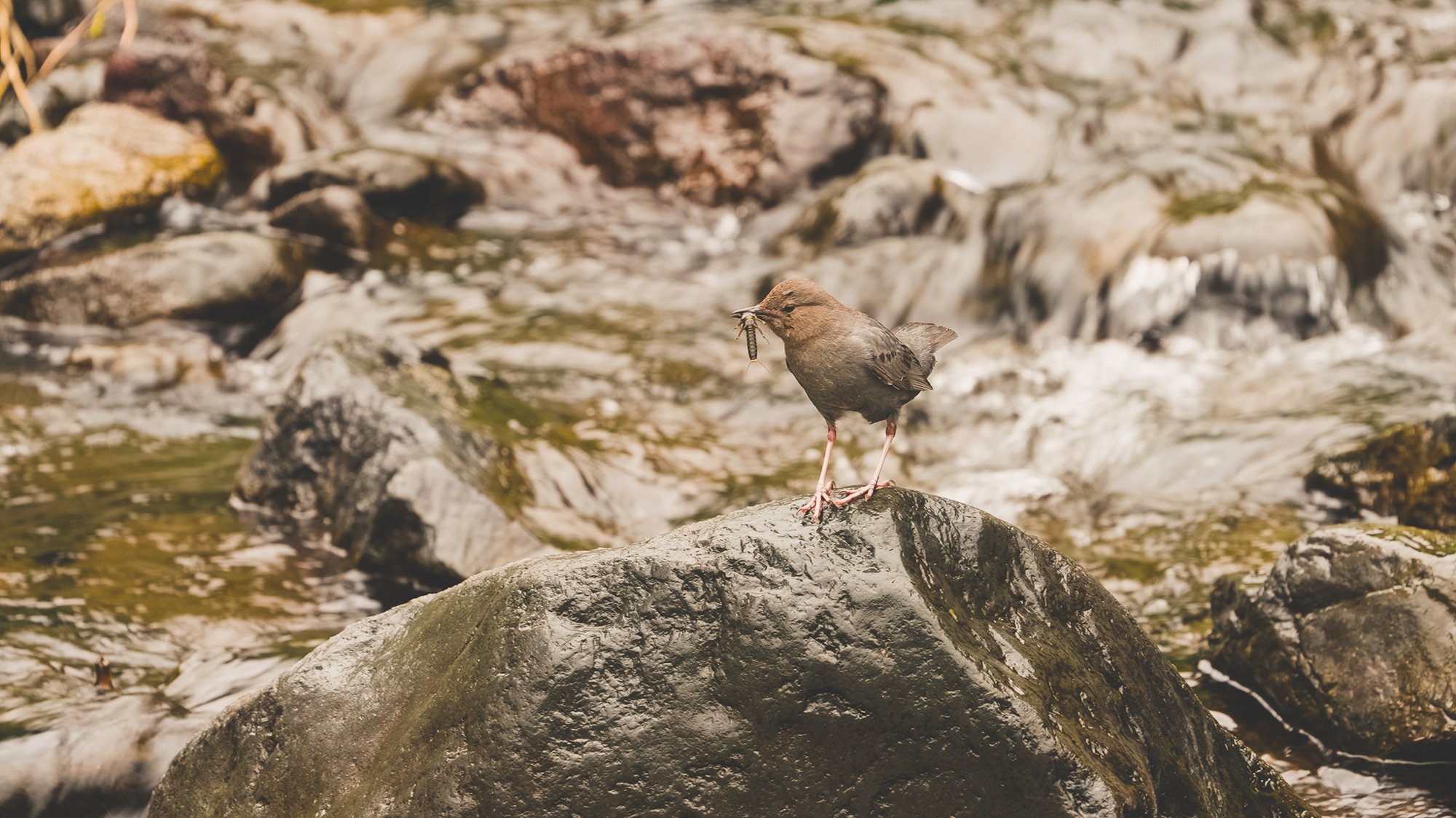 A bird at Sheep Creek with an insect in its beak.