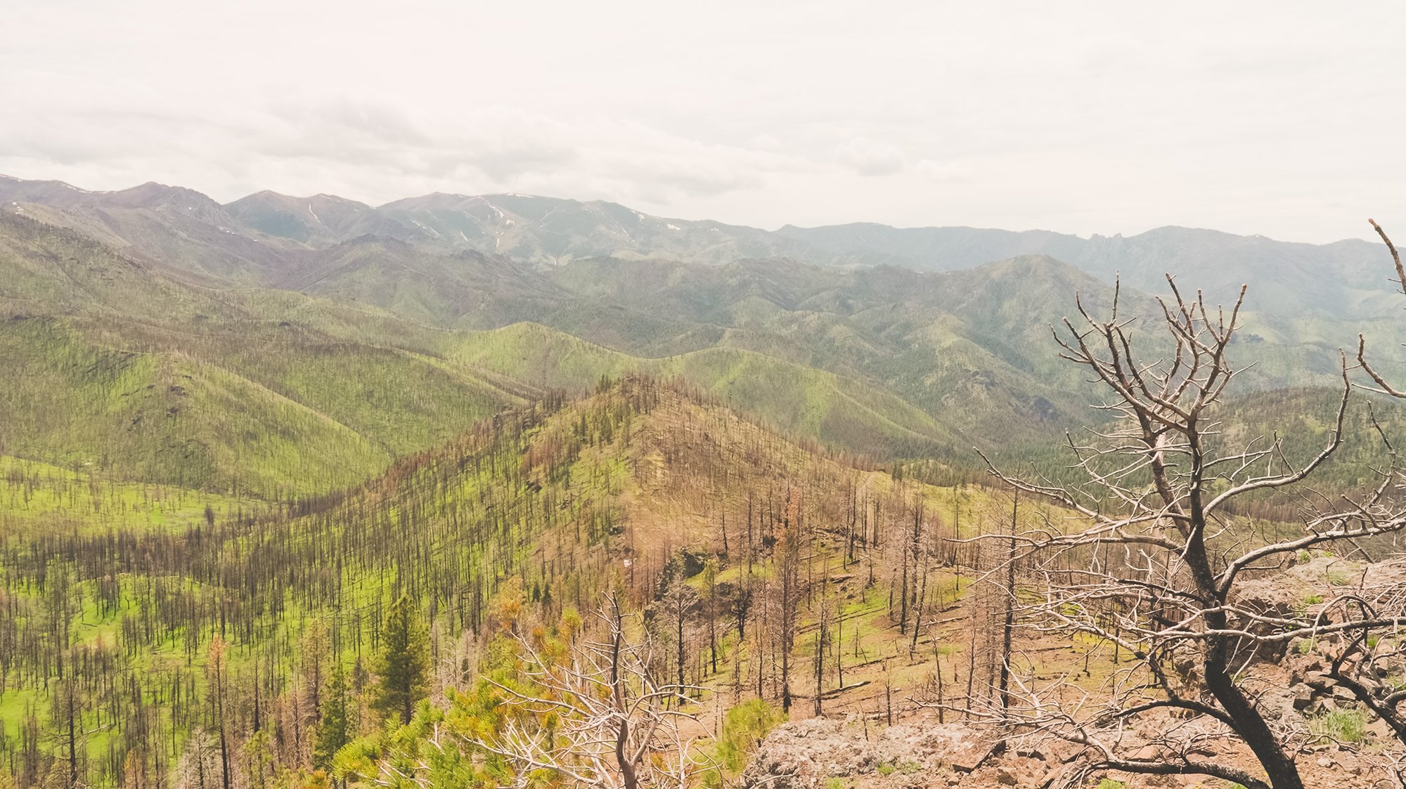 Wide landscape view of the devastation at Sheep Creek.