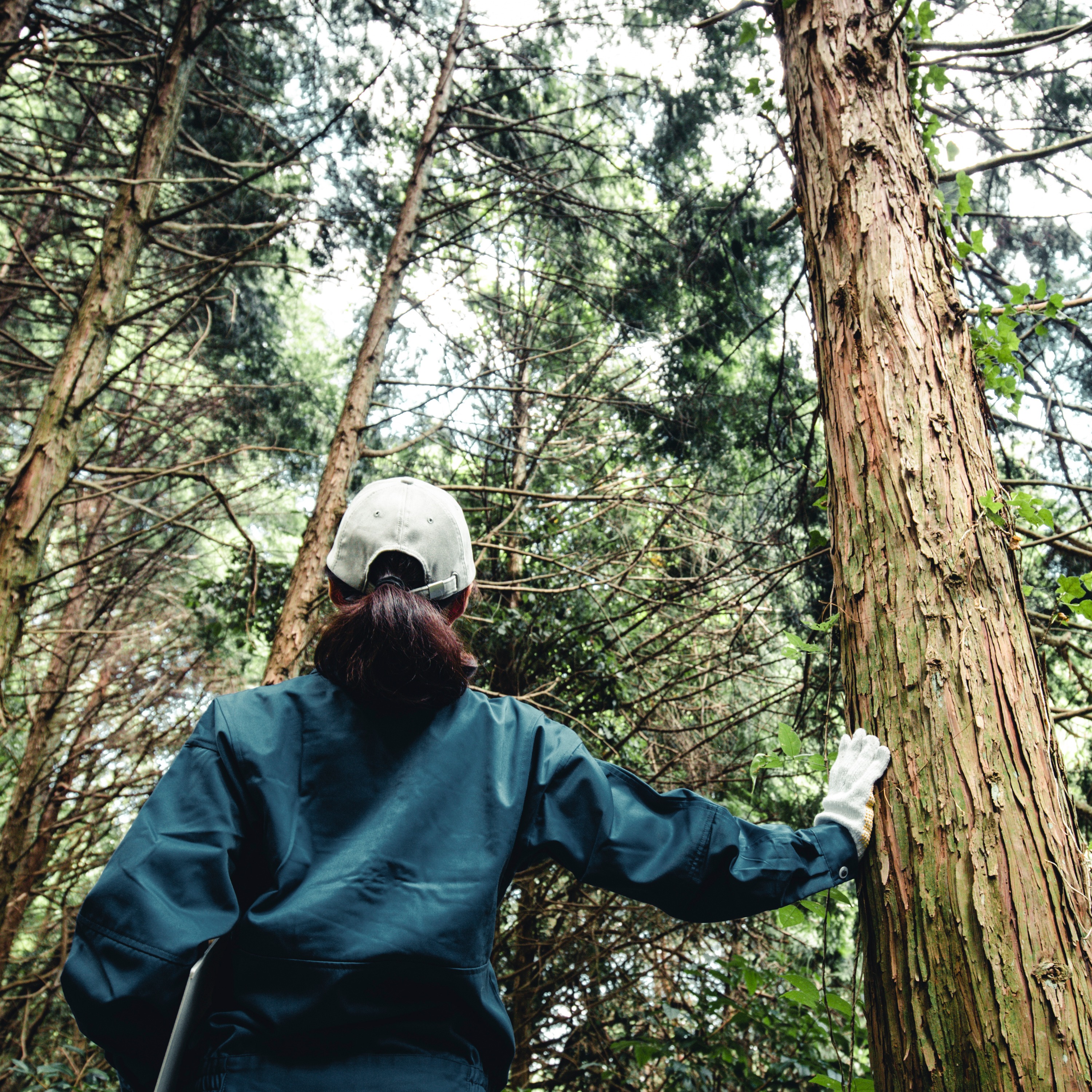 Forester surveying a healthy forest.