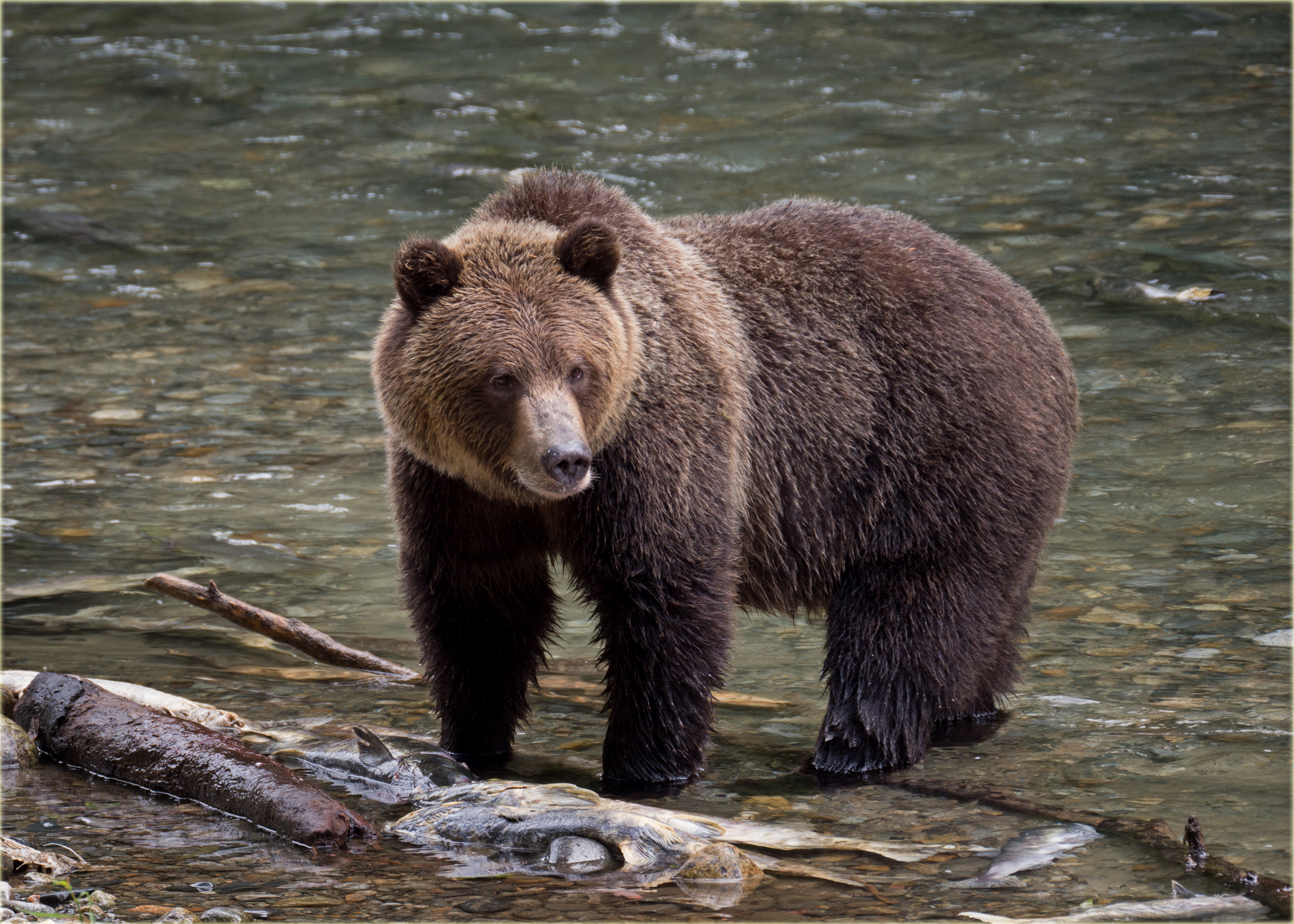 A grizzly bear in Montana.