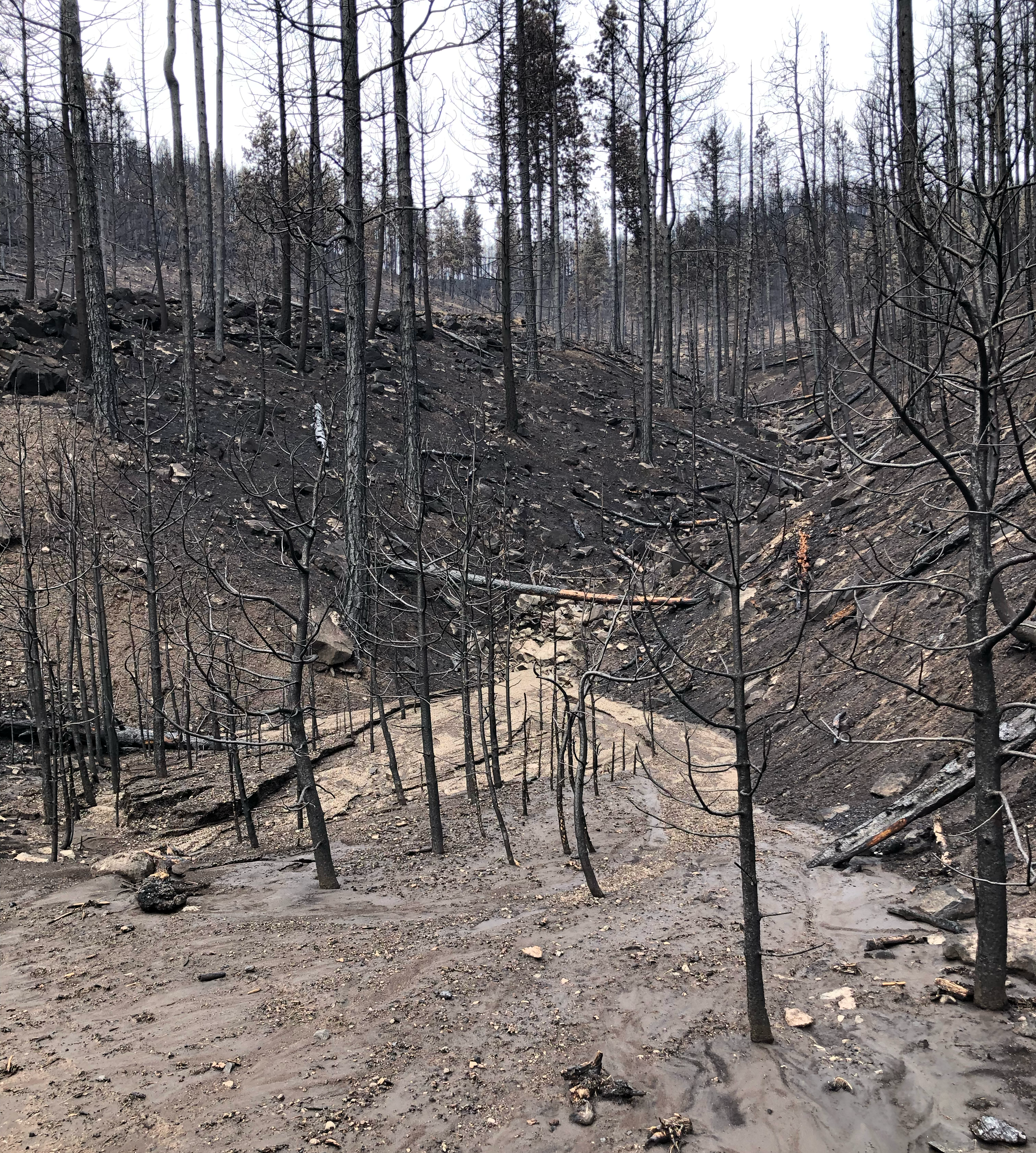 A creek running black with soot surrounded by a burned forest after wildfire.